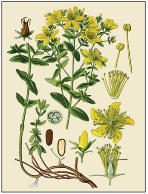 st johns wort