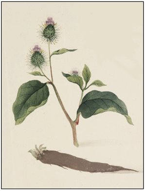 burdock